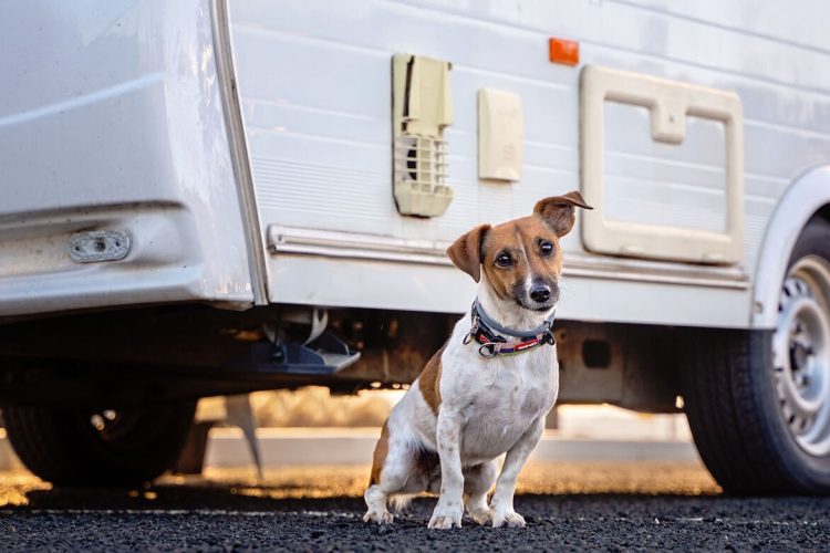 Guía completa para viajar con tu perro en furgoneta
