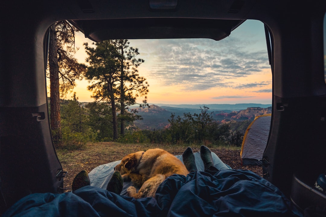 Viajar en autocaravana con perro: lo que nadie te cuenta